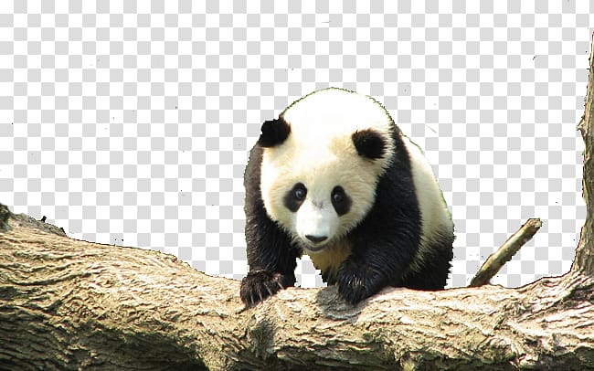 Giant panda Red panda Cuteness , China Panda transparent background PNG clipart