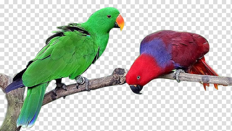 Lovebird True parrot Eclectus parrot Cockatiel, Bird transparent background PNG clipart