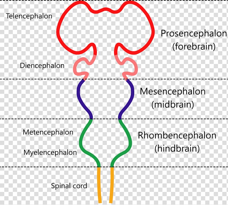 Brainstem Forebrain Embryo Human brain, Brain transparent background PNG clipart