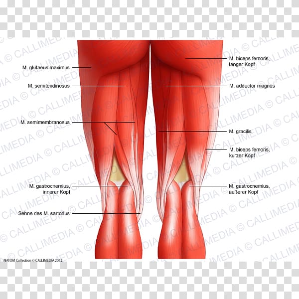 Crus Thigh Semimembranosus muscle Knee, Gluteus transparent background PNG clipart