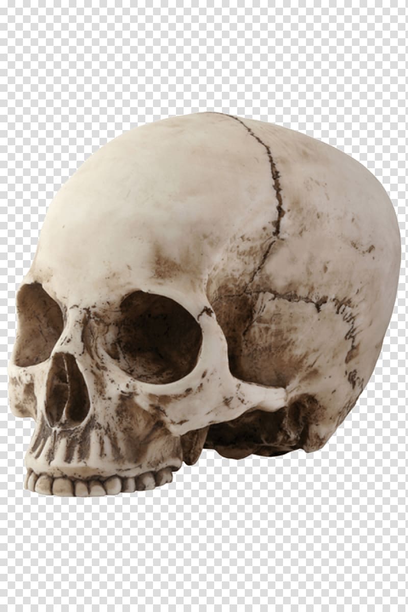 Skull Skeleton Bone, cranial skeleton transparent background PNG clipart