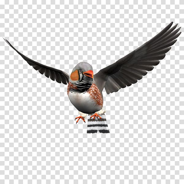 Zebra finch Bird Illustration, Elf to pull the bird Free transparent background PNG clipart