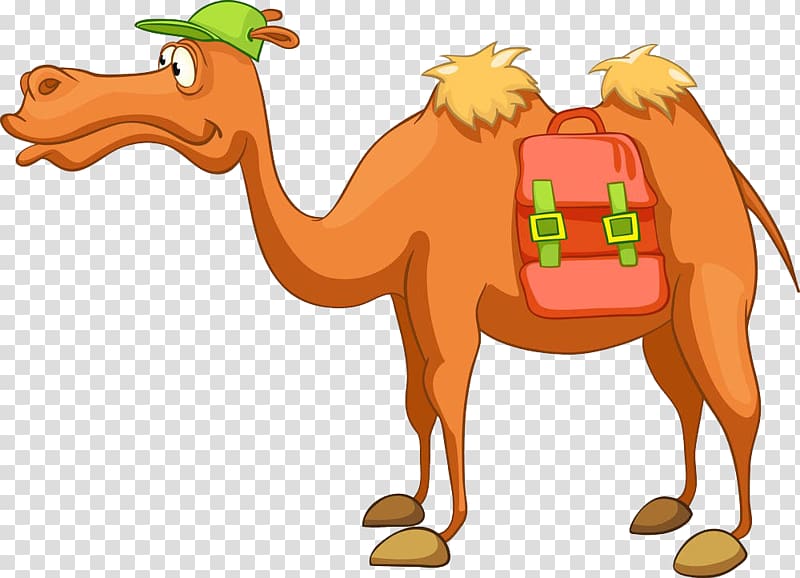 Bactrian camel Dromedary Cartoon , Wearing a hat of camels transparent background PNG clipart