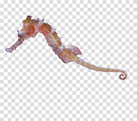 Seahorse Animal Listverse Sydney .com, seahorses transparent background PNG clipart