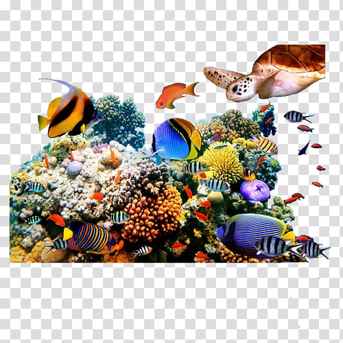 Coral reef fish Underwater, fish transparent background PNG clipart