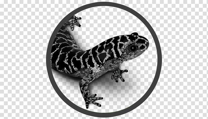 Frosted flatwoods salamander Reticulated flatwoods salamander Giant Salamanders, salamander transparent background PNG clipart