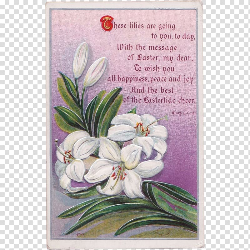 The Lilly Easter lily Poetry Flower To read a lily, flower transparent background PNG clipart