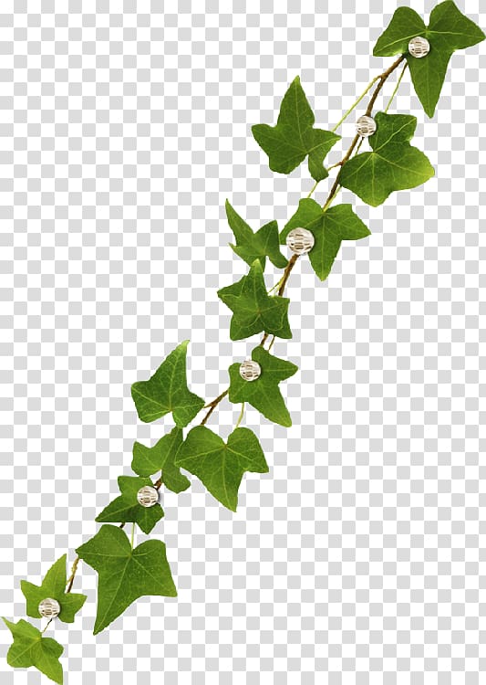 Vine Common ivy Virginia creeper, Leaf transparent background PNG clipart