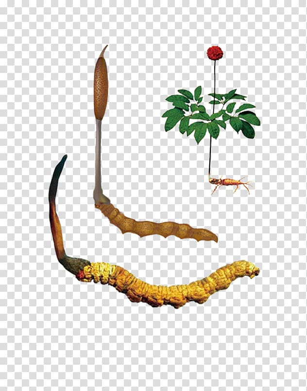 American ginseng Panax pseudoginseng Asian Ginseng Panax notoginseng Wenshan Zhuang and Miao Autonomous Prefecture, others transparent background PNG clipart