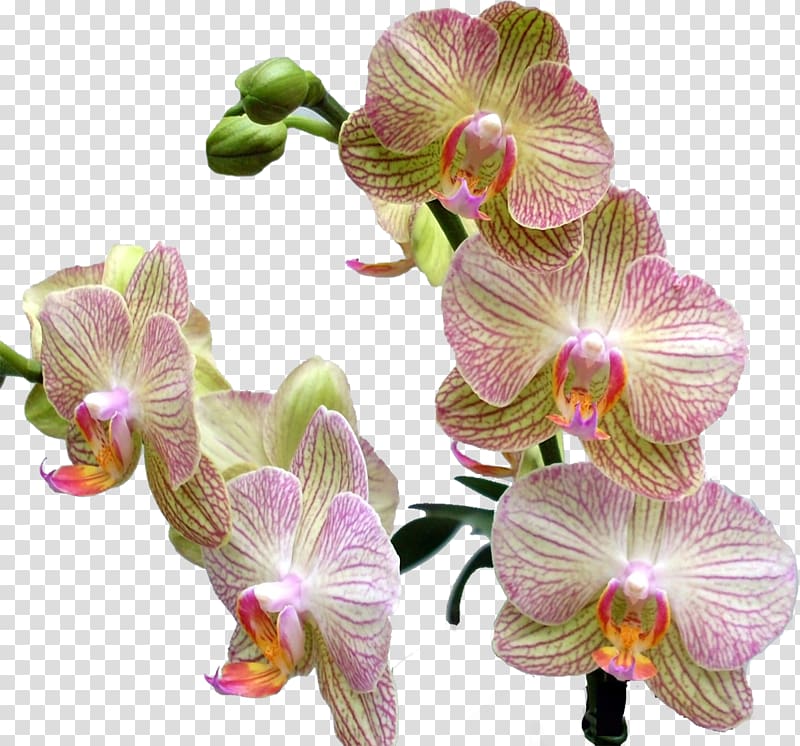 Cypripedium calceolus Schomburgkia Liparis Moth orchids Beauty, orchid transparent background PNG clipart