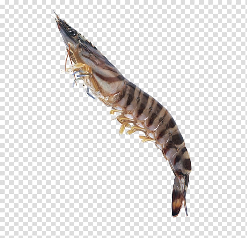 Caridea Tiger Seafood Shrimp Palinurus, Seafood tiger prawns transparent background PNG clipart