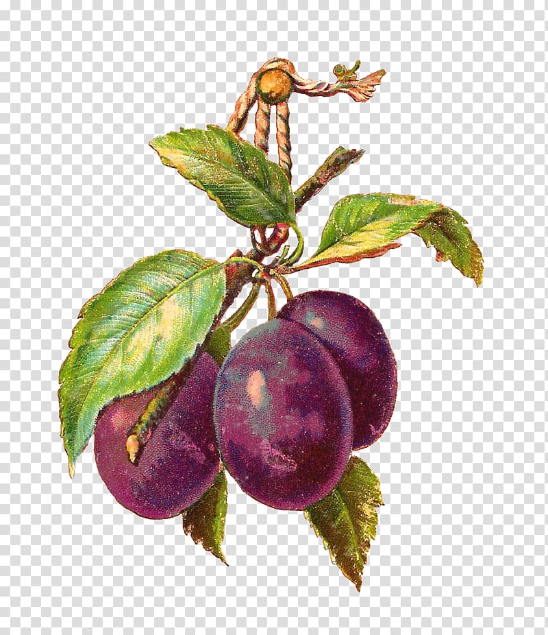 Plum Decoupage Fruit Pluot , plum transparent background PNG clipart