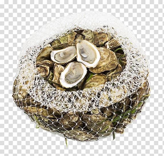 Oyster, oysters transparent background PNG clipart