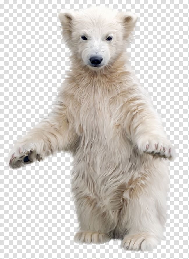 Polar bear Kodiak bear Asian black bear , Polar white bear transparent background PNG clipart