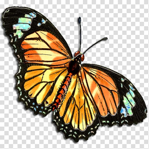 Full-Color Decorative Butterfly Illustrations Love In the Name of Christ (Love INC) of Greater Hillsboro Drawing , buterfly transparent background PNG clipart