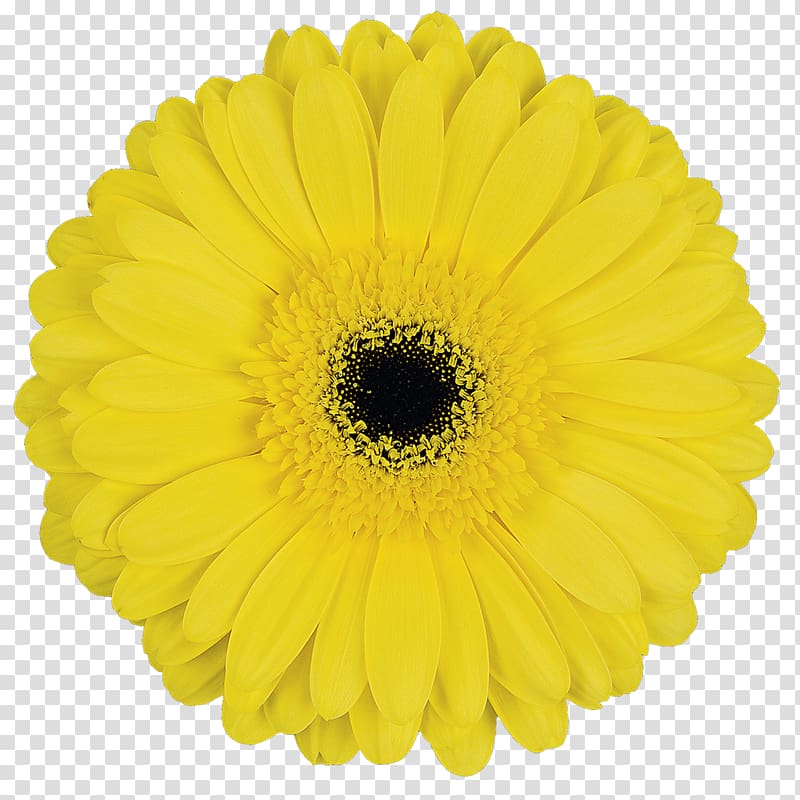 Cut flowers Transvaal daisy Yellow Blume, gerbera transparent background PNG clipart