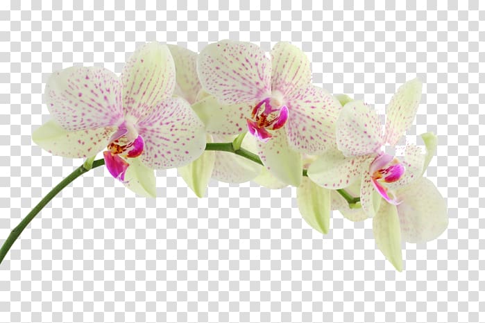 Desktop Flower , flower transparent background PNG clipart