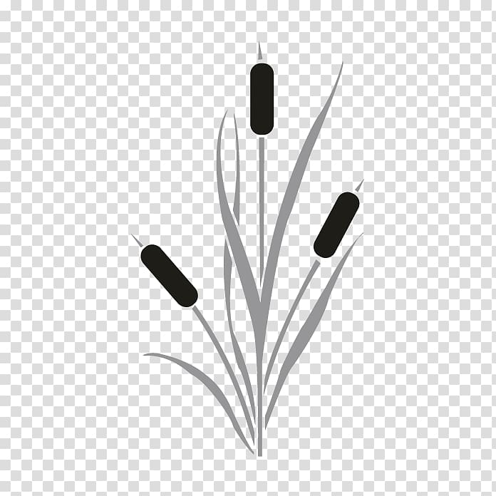 Cattail Drawing , saw transparent background PNG clipart
