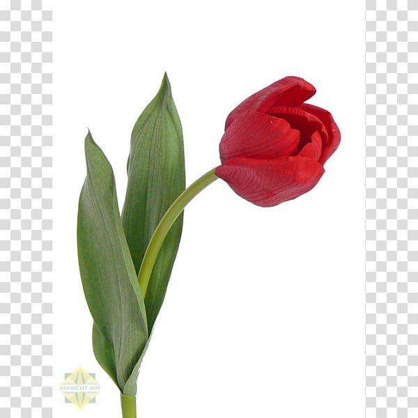 Red Tulip Blue White Green, tulip transparent background PNG clipart