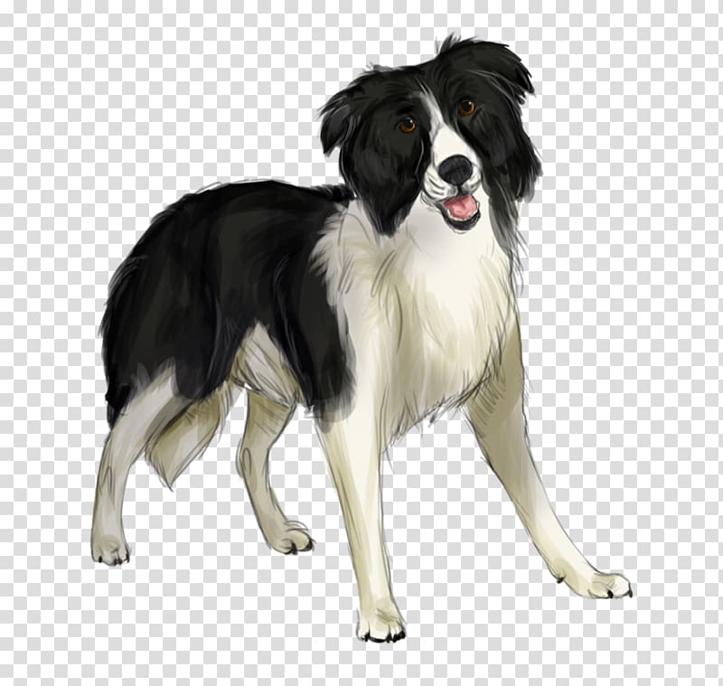 Border Collie English Shepherd Stabyhoun Rough Collie Dog breed, others transparent background PNG clipart