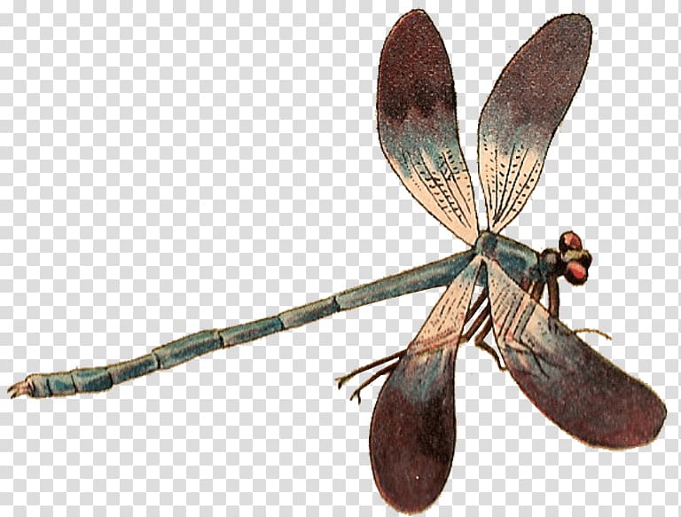 Dragonfly Insect Damselflies, dragonfly transparent background PNG clipart