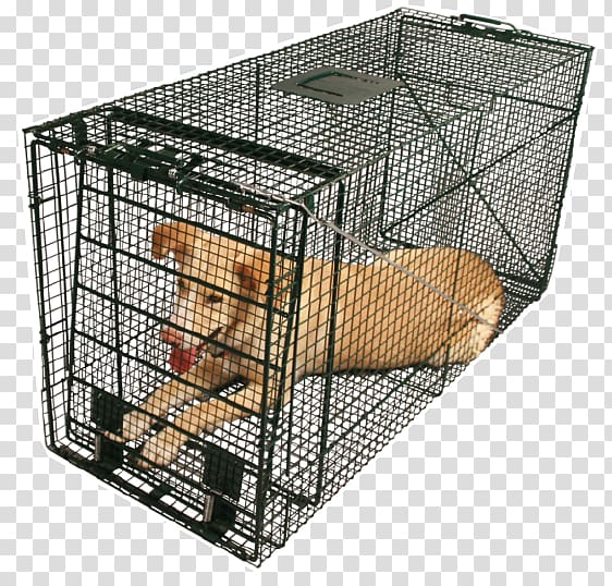 Dog Raccoon Puppy Cage Trapping, white collar transparent background PNG clipart