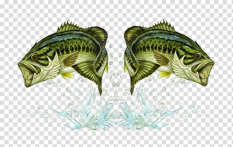 Bass fishing Double bass Fishing Baits & Lures, Fishing transparent background PNG clipart