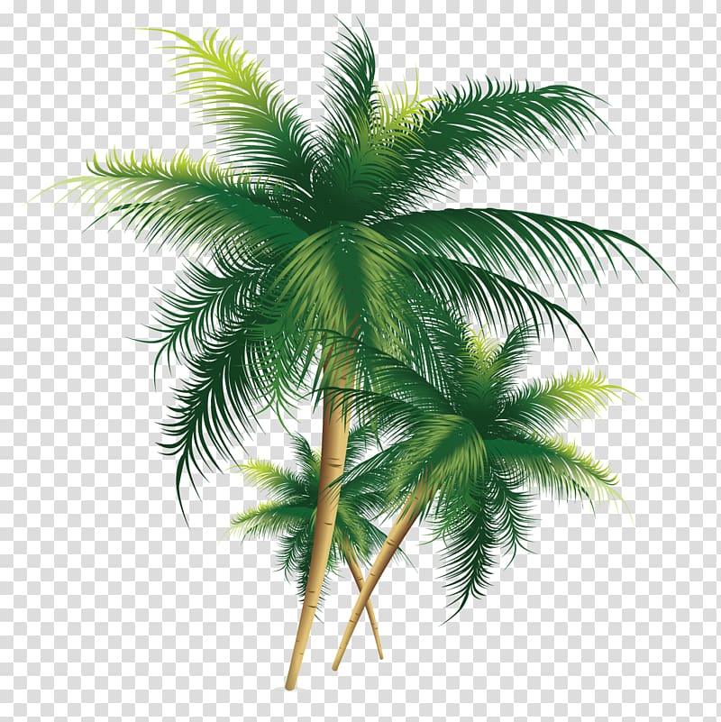 Coconut Tree, Exquisite coconut tree, three coconut palm trees illustration transparent background PNG clipart
