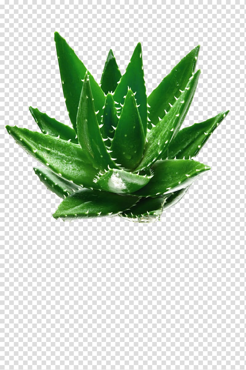 Aloe vera Green Leaf Plant, Green and fresh aloe decorative pattern transparent background PNG clipart