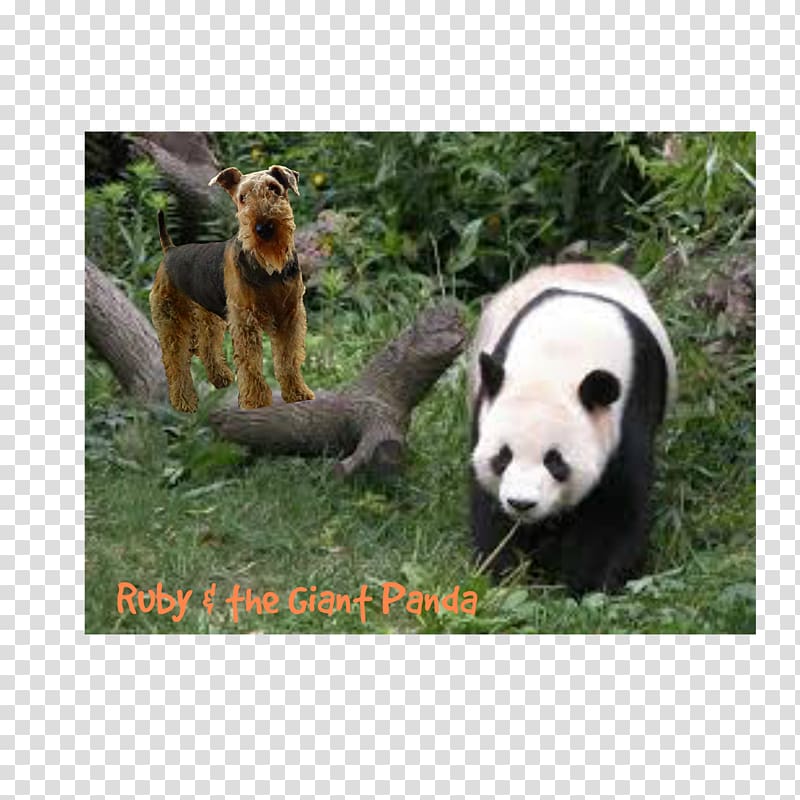 The Giant Panda Red panda Bear Chengdu Research Base of Giant Panda Breeding, bear transparent background PNG clipart