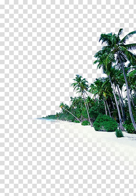 palm tress on beach, Sea Shore Beach Sky Fototapet, coconut tree transparent background PNG clipart