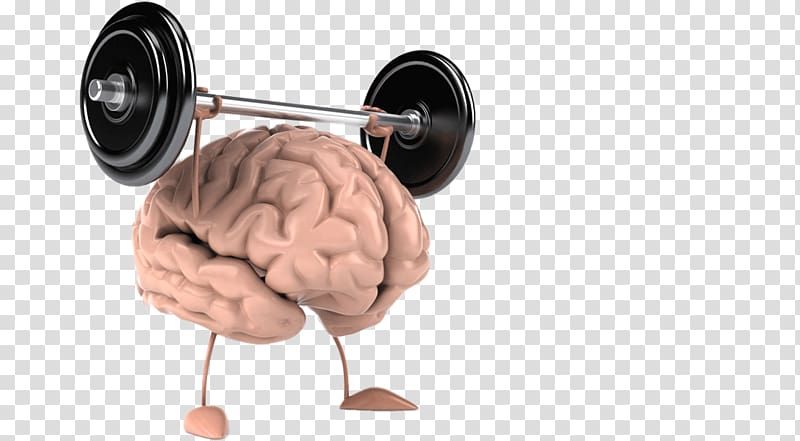 Cognitive training Human brain CrossFit Wonderland Human body, Brain exercise transparent background PNG clipart