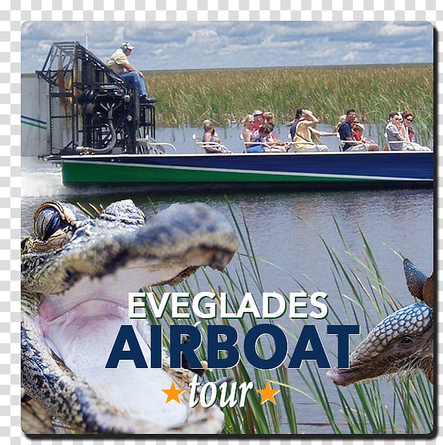 Everglades Holiday Park Airboat Alligators Alligator wrestling, everglades transparent background PNG clipart