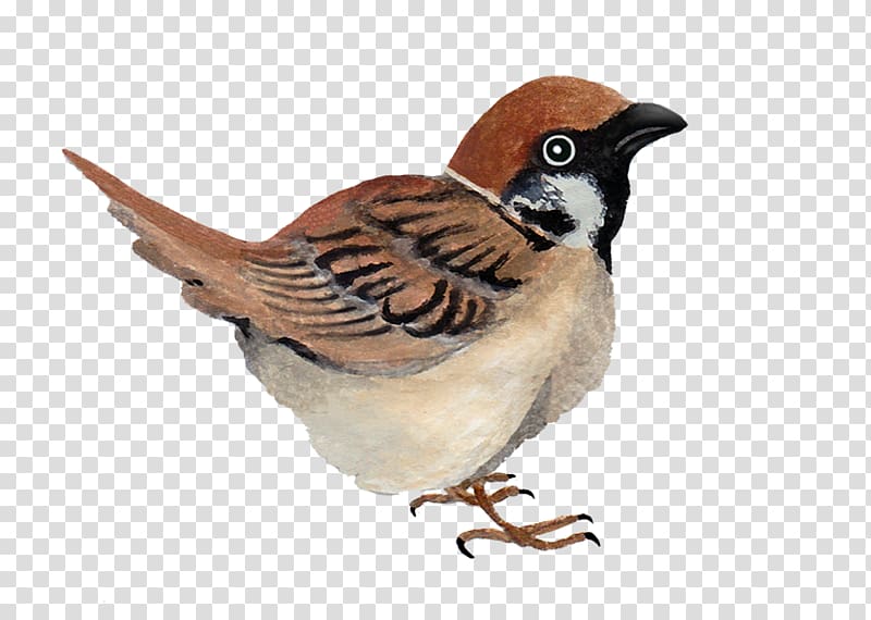 House Sparrow Finches Wren Galliformes, sparrow transparent background PNG clipart