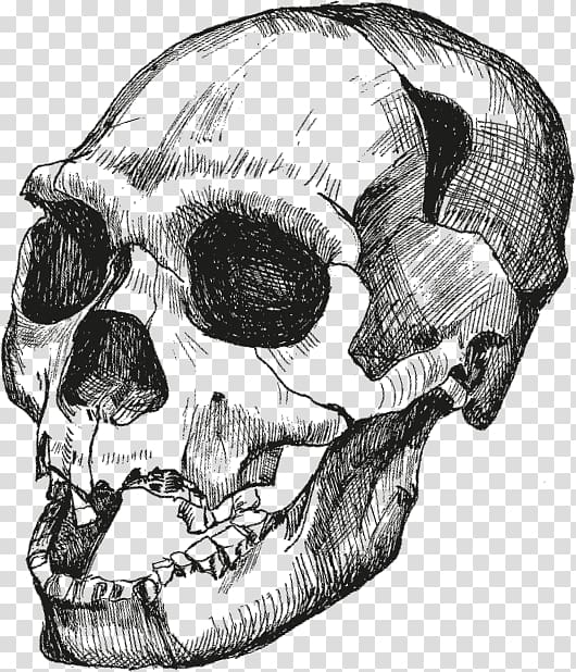 Skull Homo sapiens Достающее звено. Книга 1. Обезьяны и все-все-все Homo heidelbergensis Upright man, skull transparent background PNG clipart