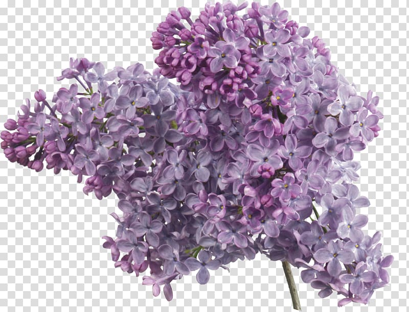 Common lilac Lavender , lilac flower transparent background PNG clipart