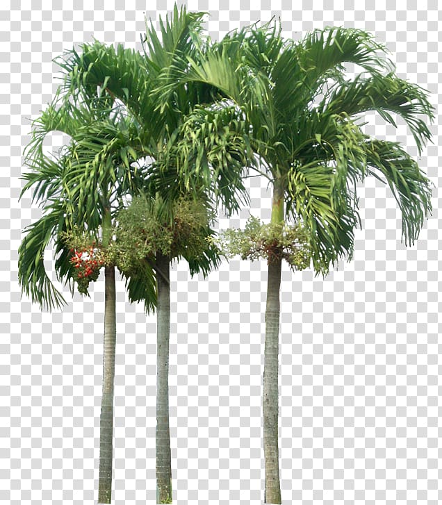 Washingtonia robusta Adonidia Tree, palm tree transparent background PNG clipart
