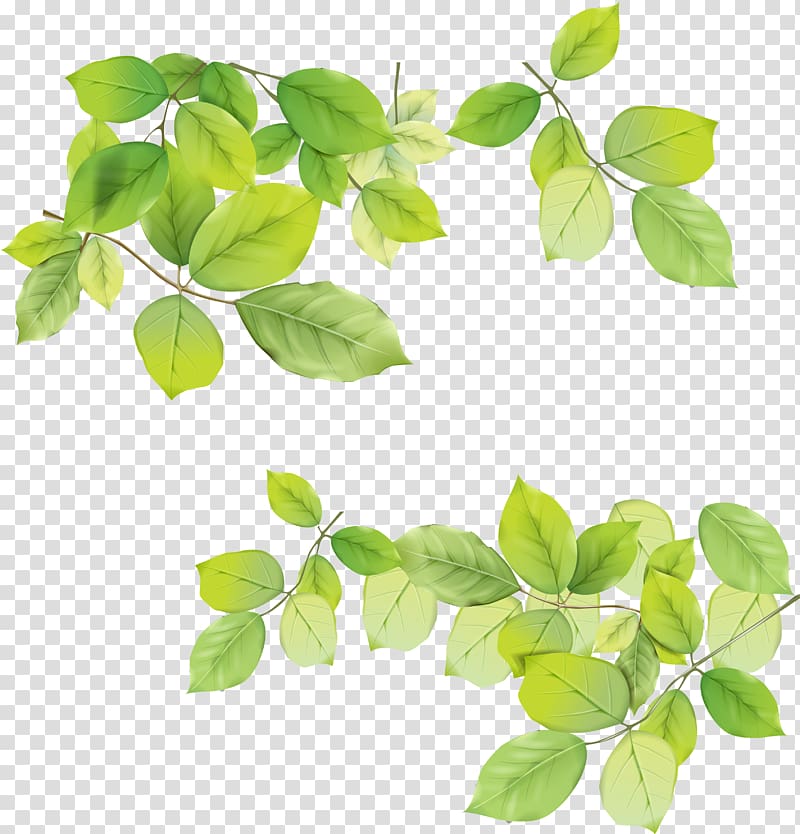 leaf border, Leaf , Leaves transparent background PNG clipart