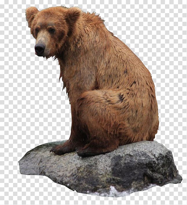 bear PNG transparent image download, size: 600x482px