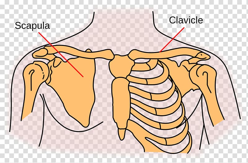 Shoulder girdle Scapula Clavicle Sternoclavicular joint, medial border of scapula transparent background PNG clipart
