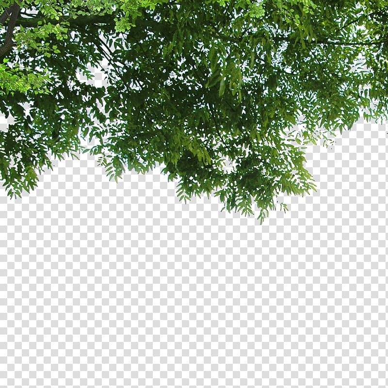 green tree, Nature Poster Landscape, Leaves transparent background PNG clipart