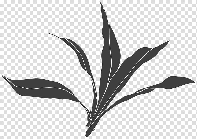Black and white Leaf Plant, Hand-painted floral motifs transparent background PNG clipart