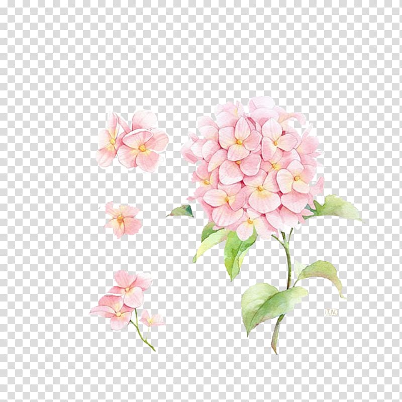 a hand-painted pink hydrangea transparent background PNG clipart