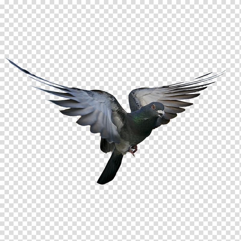 Rock dove Bird Columbidae Flight Feather, pigeon transparent background PNG clipart