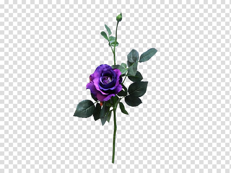 Rose Cut flowers Purple Flower bouquet Floral design, rose transparent background PNG clipart