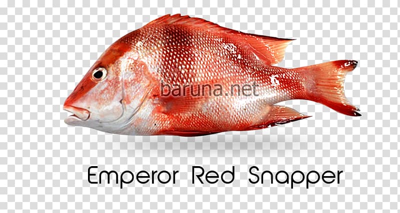 Northern red snapper Red emperor Malabar blood snapper Cubera snapper Lethrinidae, others transparent background PNG clipart