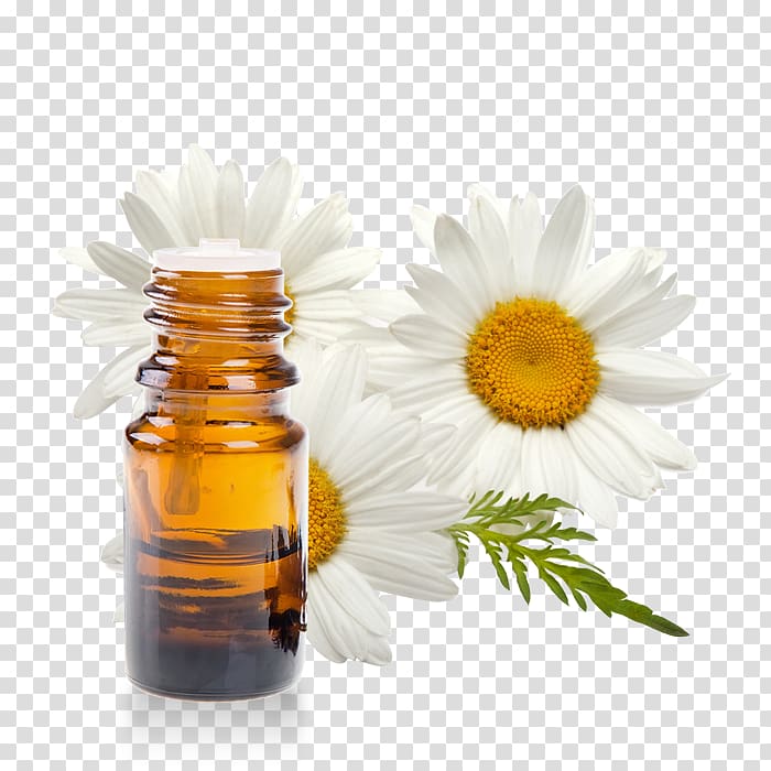 Chamomile Tea Flower , millet transparent background PNG clipart