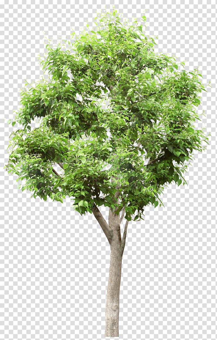 Tree Populus alba Lindens, vigor green trees transparent background PNG clipart