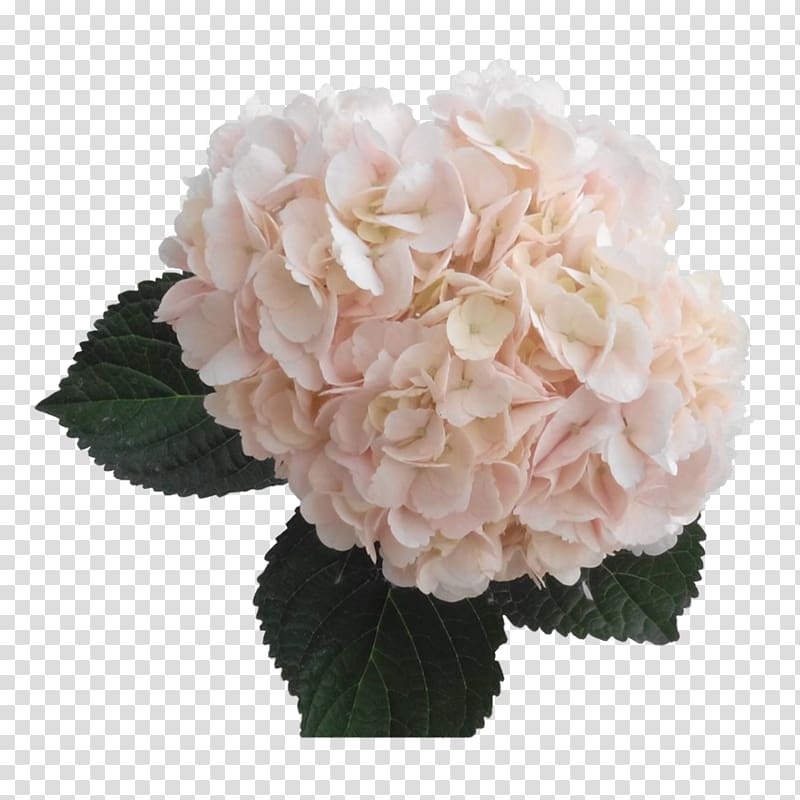 Light French hydrangea Cut flowers Pink, hydrangea transparent background PNG clipart