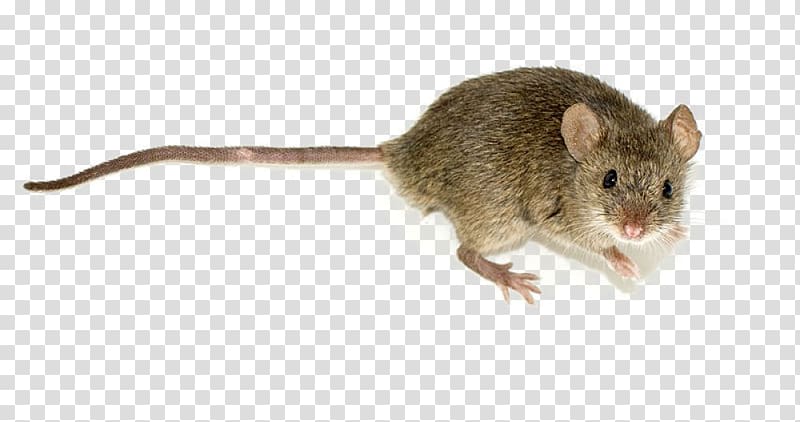 Rodent House mouse Wood mouse Pest Trapping, exam transparent background PNG clipart